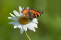 Aglais urticae