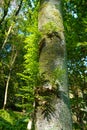 Closeup to Green leaves of Dendrobium fern growing on trees in summer