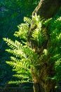 Closeup to Green leaves of Dendrobium fern growing on trees in summer