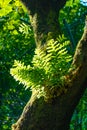 Closeup to Green leaves of Dendrobium fern growing on trees in summer