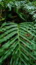 Aglaomorpha is a genus of ferns in the subfamily Drynarioideae of the Polypodiaceae family Royalty Free Stock Photo