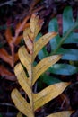 Aglaomorpha. Three Aglaomorpha leaves with different colors