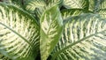 Aglaonema araceae fresh green leaves suitable for background