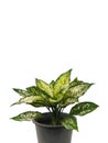 Aglaonema in a black potted on white background with copy space. Chinese Evergreen. Royalty Free Stock Photo