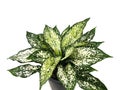 Aglaonema in a black potted on white background with copy space. Chinese Evergreen. Royalty Free Stock Photo