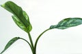 aglaonema Chinese Evergreen house plant collection on a white background