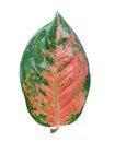 Aglaonema or chinese evergreen leaf, isolated on white background, red aglonema kochin