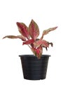 Aglaonema or Chinese Evergreen plants in black plastic pot isolated on white background. Royalty Free Stock Photo