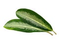 Leaf or Leaves Isolated on white background. Aglaonema commutatum leaf.