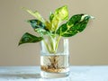 Aglaonema commutatum plant growing in glass vase with water Royalty Free Stock Photo