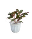 Aglaonema commutatum in pot.Isolate on white background Royalty Free Stock Photo