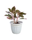 Aglaonema commutatum in pot.Isolate on white background