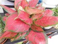 Aglaonema Commutatum Schott (Chinese Evergreen) Araceae plants on display Royalty Free Stock Photo