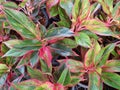 Aglaonema commutatum is a small canopy tree.