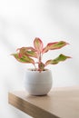 Aglaonema creta or Red chinese evergreen Royalty Free Stock Photo