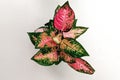 Aglaonema Flower. Aglaonema is a popular ornamental plant from the taro tribe or Araceae