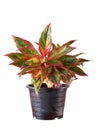 Aglaonema in flower pot.