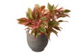 Aglaonema in flower pot Royalty Free Stock Photo