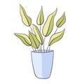 Aglaonema in a flower pot. Small plant isolated on a white background.