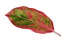 Aglaonema foliage, Aglaonema `Red Gold` leaves, Exotic tropical leaf, isolated on white background with clipping path