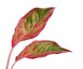 Aglaonema foliage, Aglaonema `Red Gold` leaves, Exotic tropical leaf, isolated on white background with clipping path