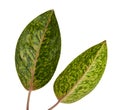 Aglaonema foliage, Green aglaonema leaves, Exotic tropical leaf, isolated on white background with clipping path