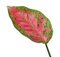 Aglaonema foliage, Pink aglaonema leaves, Exotic tropical leaf, isolated on white background with clipping path