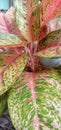 Aglaonema is a genus of flowering plants in the arum family, Araceae. They are native to tropical