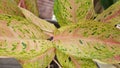 Aglaonema is a genus of flowering plants in the arum family, Araceae. They are native to tropical