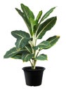 Aglaonema, Green leaf tree plant fresh nature