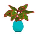 Aglaonema house plant