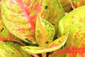 Aglaonema house plant colorful leaves in door
