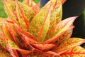 Aglaonema house plant colorful leaves in door