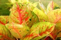 Aglaonema house plant colorful leaves in door