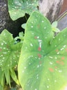 Aglaonema flower