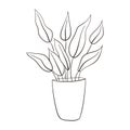 Aglaonema house plant sketch. Line art drawing potted tropical leaf aglaonema plant. Printable decorative houseplant Royalty Free Stock Photo