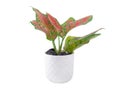 Aglaonema Lady Valentine (Aglaonema pink) in a white pot isolated on white background.