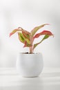Small red chinese evergreen