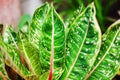 Aglaonema leaves Red Pride Sumatra, white pink green Dieffenbachia leaf, tropical pant foliage, codiaeum, croton, araceae Royalty Free Stock Photo