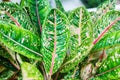 Aglaonema leaves Red Pride Sumatra, white pink green Dieffenbachia leaf, tropical pant foliage, codiaeum, croton, araceae