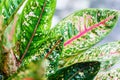 Aglaonema leaves Red Pride Sumatra, white pink green Dieffenbachia leaf, tropical pant foliage, codiaeum, croton, araceae