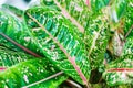 Aglaonema leaves Red Pride Sumatra, white pink green Dieffenbachia leaf, tropical pant foliage, codiaeum, croton, araceae