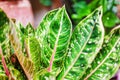 Aglaonema leaves Red Pride Sumatra, white pink green Dieffenbachia leaf, tropical pant foliage, codiaeum, croton, araceae Royalty Free Stock Photo