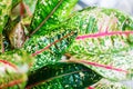 Aglaonema leaves Red Pride Sumatra, white pink green Dieffenbachia leaf, tropical pant foliage, codiaeum, croton, araceae