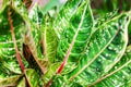 Aglaonema leaves Red Pride Sumatra, white pink green Dieffenbachia leaf, tropical pant foliage, codiaeum, croton, araceae Royalty Free Stock Photo