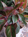 Aglaonema lipstick & x28;Aglaonema sp& x29; or Aglaonema siam aurora has a characteristic characteristic of the base color Royalty Free Stock Photo