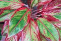 Aglaonema modestum or Chinese evergreen Royalty Free Stock Photo