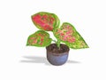 Aglaonema modestum in pot Royalty Free Stock Photo