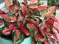 Aglaonema modestum or Red aglaonema or Chinese evergreen plant. Royalty Free Stock Photo