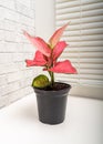 Aglaonema modestum Schott or lily of China Royalty Free Stock Photo